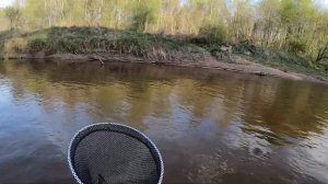 Нахлыст, ловля на стример . Хариус и Жерех.  Fly Fishing two handed rod.