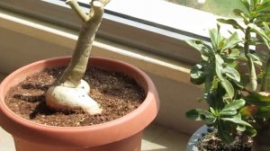 зимовка адемиумов на открытом балконе