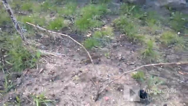 Саженцы винограда. Однолетние .Двухлетние. Называем правильно.