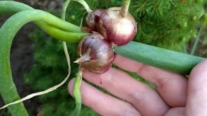 Морозостойкий Египетский Многоярусный Рогатый ЛУК,  который ещё и Шагает ?