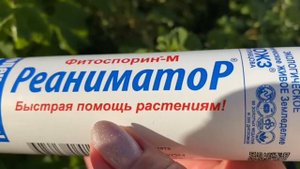 Как ухаживать за ягодами в огороде