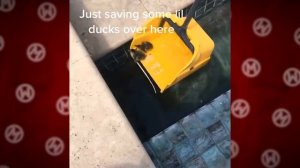 ЖИВОТНЫЕ КОТОРЫЕ САМИ ПОПРОСИЛИ ЛЮДЕЙ О ПОМОЩИ