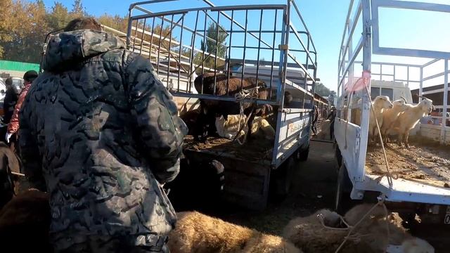 МАЛОВОДНЫЙ МАЛ БАЗАРЫ ҚОЙ ЕШКІ БАҒАЛАРЫ 02.10.2022 #гиссар #арашан #еділбай