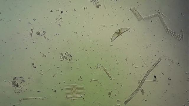 Диатомовые водоросли