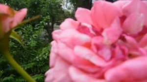 La rose de Molinard