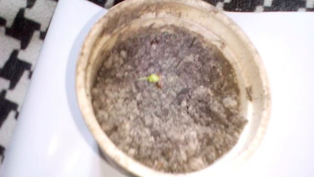 Выращивание ГИБИСКУСА из семян смотреть онлайн