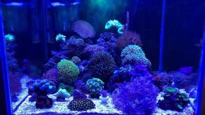 Начал использовать red sea reef energy ab+ .