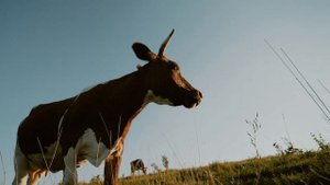 ФЛЕКСОПРОФЕН НПВП для лечения воспалительных заболеваний конечностей