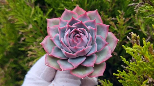 Echeveria Pink Tips смотреть онлайн