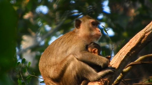 Heart Shocked By See Baby Ara React Like This After Get Fully Milk From His Mom Anna смотреть онлайн