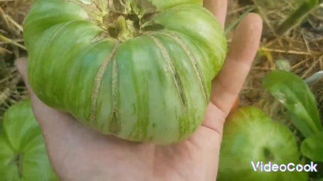 Томаты не выдержали подвязки 🙄🍅🍅🍅 смотреть онлайн