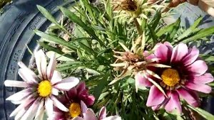 Африканская ромашка. Газания.