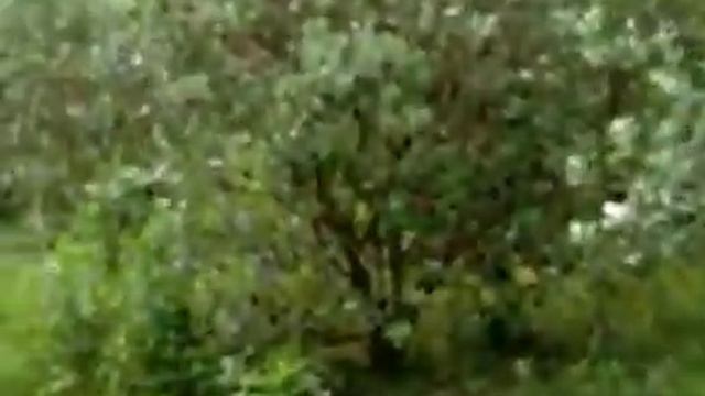 Фейхоа, цветение смотреть онлайн