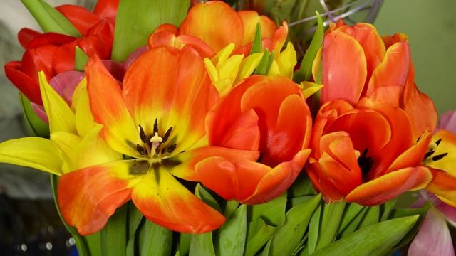 Time Lapse - Цветы Тюльпаны распускаются смотреть онлайн