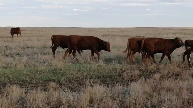 Скот продан смотреть онлайн