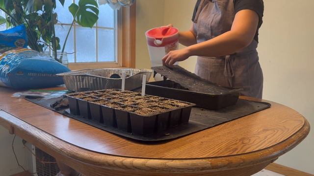 March planting chores| Update on Snapdragon, Gomphrena, and Hibiscus смотреть онлайн