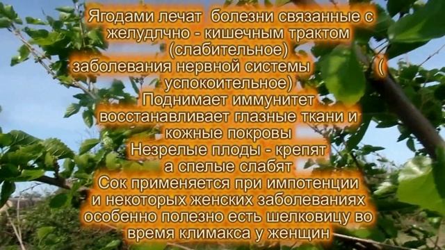 Шелковица и тутовый шелкопряд.Травы для лечения ЖКТ.Тысячелистник.Полынь.Антиглистные травы