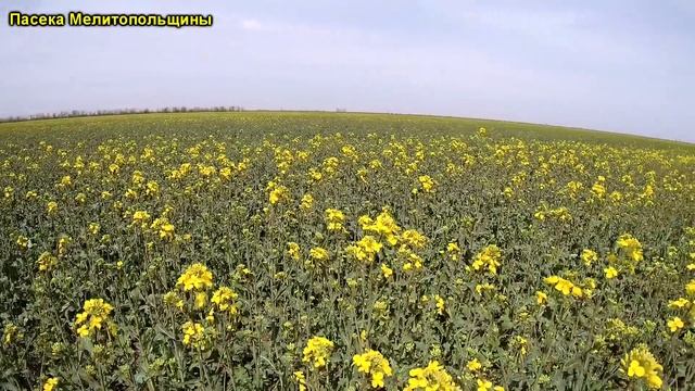 Едем на рапс и опыление садов смотреть онлайн