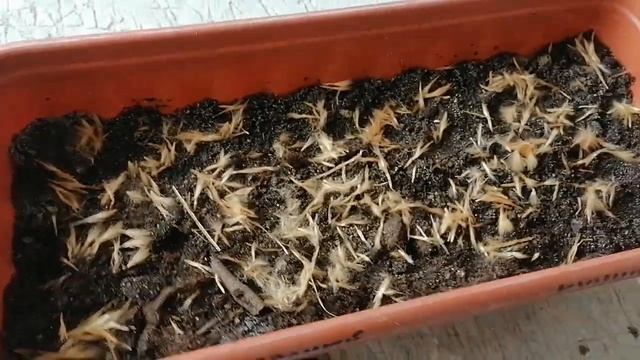Выращивание олеандра из семян.