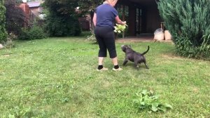 Американский булли’ стандарт’ шоу’ продажа