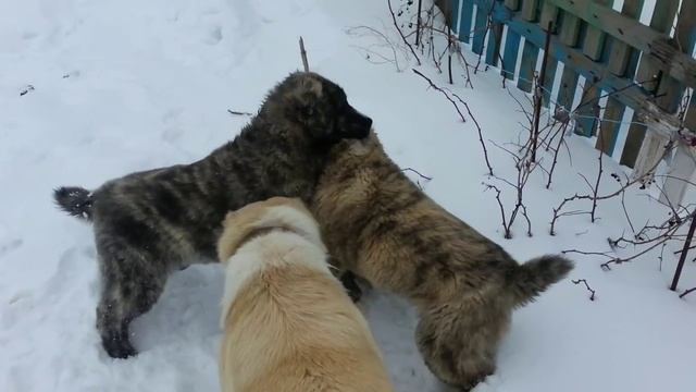 Бой щенков алабаев (САО). Драка щенков алабая смотреть онлайн