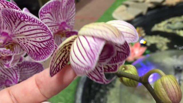 Свежий завоз орхидей в Бауцентр 25 сентября 2020 г. Пандора, Клеопатра, Ягуар, Мауди...)))) смотреть онлайн