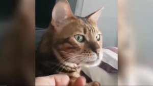 смешные ролики с животными