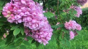 «Робиния клейкая»(розовая  акация) "Sticky robinia" (pink acacia)