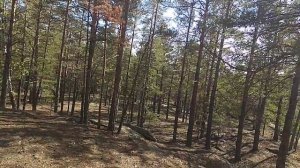 За груздями в Северо Казахстанском сосновом бору.