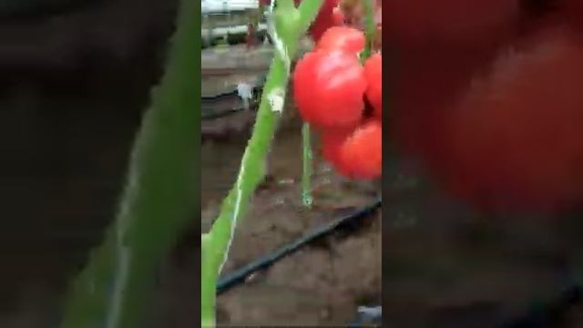 Очень вкусный салатный томат! Мангусто F1 смотреть онлайн