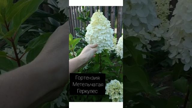 гортензия метельчатая Геркулес