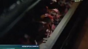 Самое большое в мире куриное яйцо