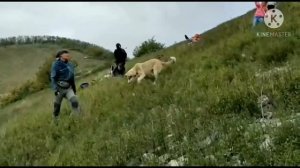 Альпеншток: подъем-траверс-спуск на горном рельефе