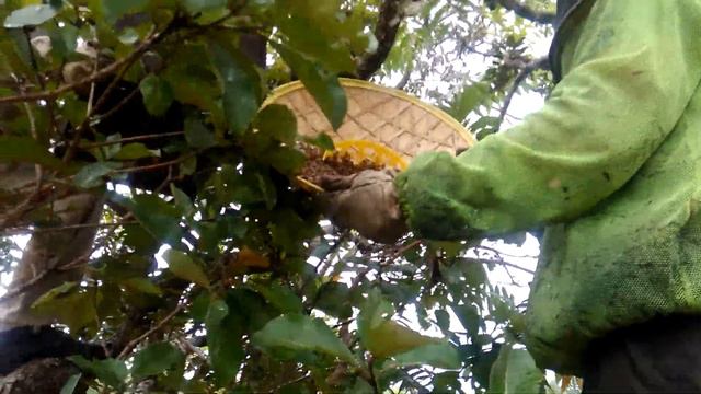 enjambre en sombrero chino смотреть онлайн