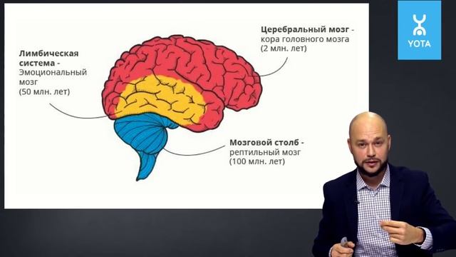 Особенности восприятия мозга | Секреты влияния