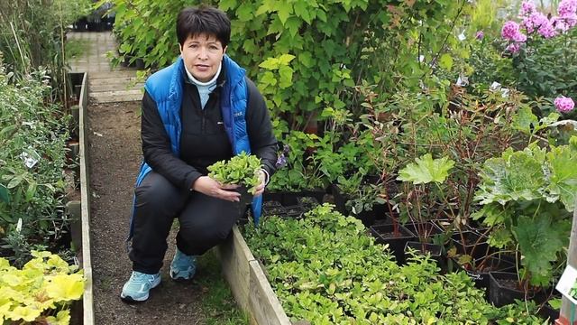 10 редких растений, к которым стоит присмотреться