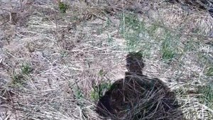 Фацелия для пчел!