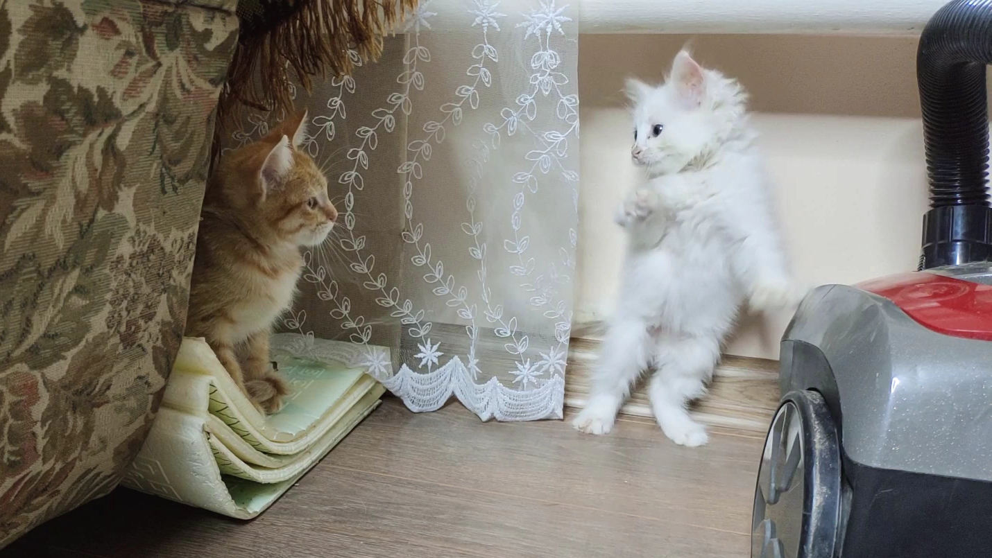 Смешные котята веселее играют