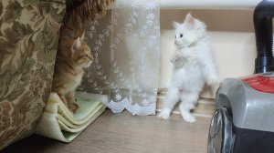 Смешные котята веселее играют