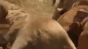 животные Африки - львы