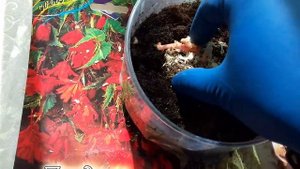 КАК ПРОБУДИТЬ ЛУКОВИЦУ БЕГОНИИ.