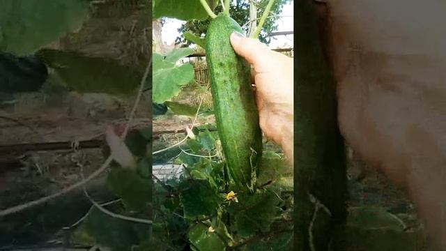 Огурец сорт Ухажёр.#огурец смотреть онлайн