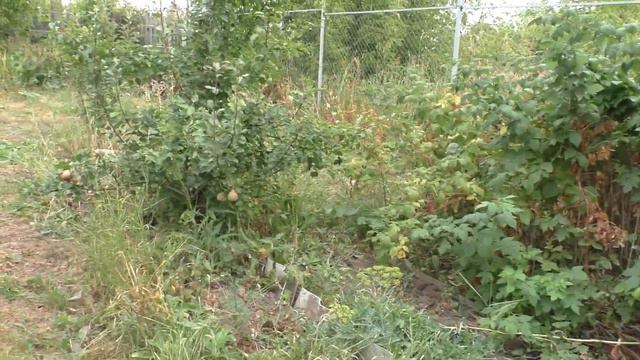 Дача 05.09.2022 смотреть онлайн