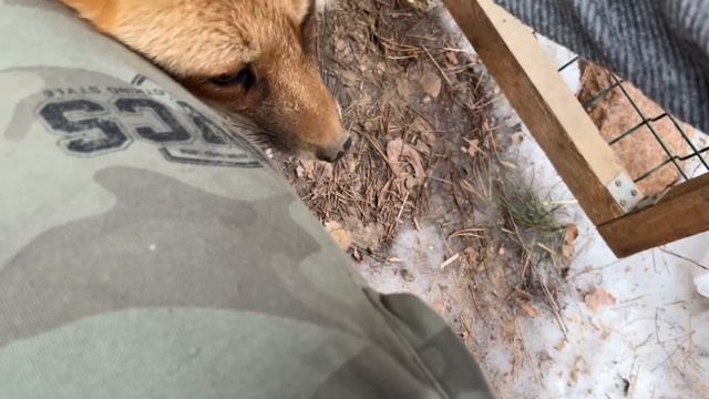 Алиса - лиса. С Белым за лисой смотреть онлайн