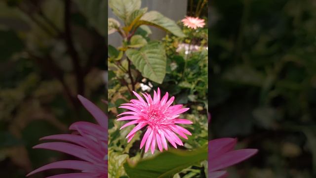 Gerbera flower//Barberton daisy//Natural beauty.