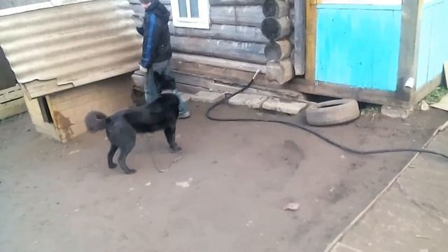 БОЙ С СОБАКОЙ !/ИГРЫ С БОЛЬЮ! смотреть онлайн