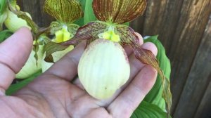 Gabriela Cypripedium циприпедиум Габриэла башмачок садовый у Алесандра Жукова