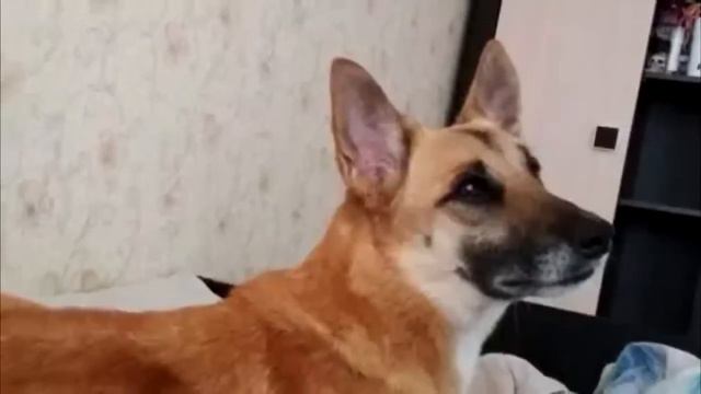 Грустный пёс из приюта взвыл от счастья, когда понял, что его ждёт! смотреть онлайн