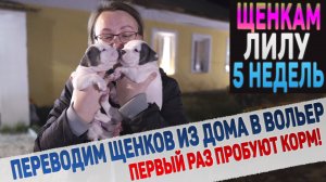 Забираем щенков от мамы навсегда! Никакого молока, теперь только сухой корм!