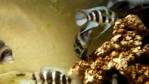 Подросток двухлеток в группе родителей и младших собратьев. Фронтоза Бурунди из Ёшки